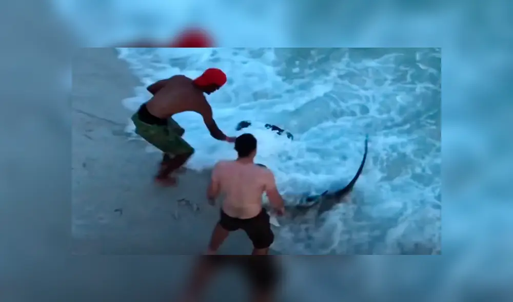 Desliza para ver el rescate de este enorme tiburón que sorprendió a todos en YouTube. Foto: Captura. Desliza para ver el rescate de este enorme tiburón que sorprendió a todos en YouTube. Foto: Captura.