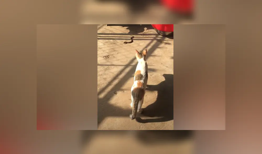 Desliza hacia la izquierda para ver las imágenes del viral del gato. Foto: Captura.
