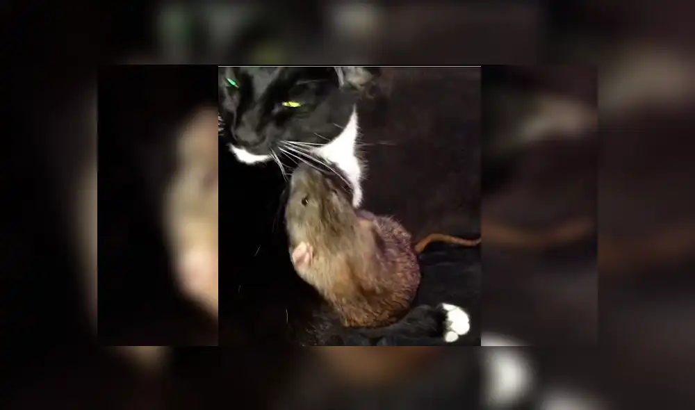 La insólita relación entre el felino y el roedor ha dejado a más de uno con la boca abierta La insólita relación entre el felino y el roedor ha dejado a más de uno con la boca abierta