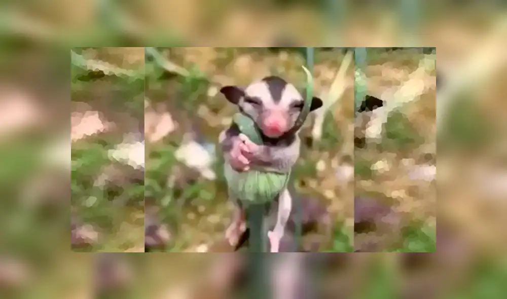 Un hombre logró capturar a una pequeña cría de zarigüeya durmiendo abrazada a una planta. Foto: Captura/Twitter