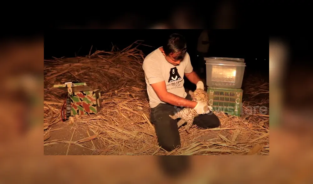 En Facebook se viralizó el conmovedor reencuentro de una mamá leopardo con su cachorro que se perdió en medio de la selva.