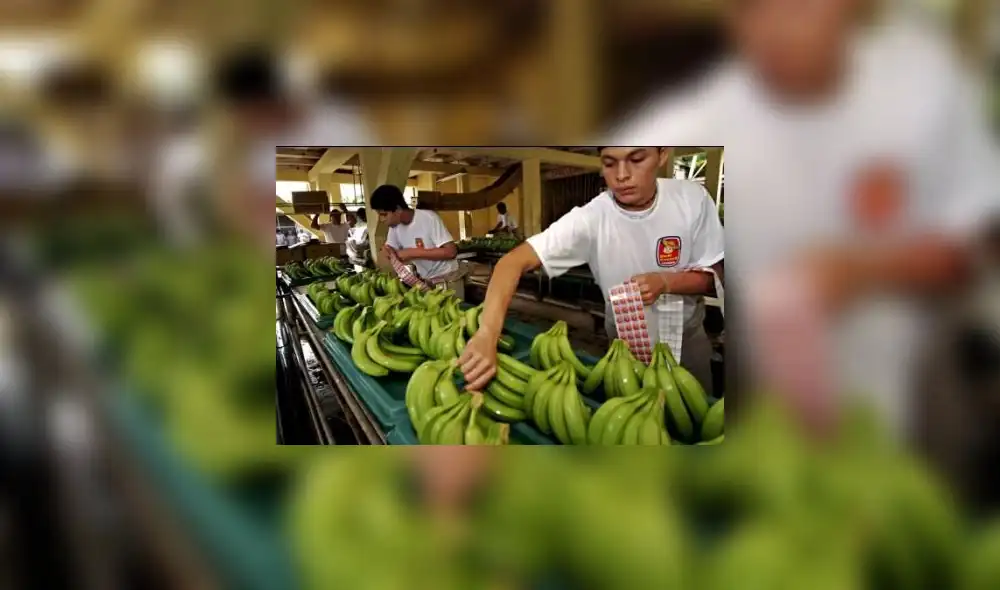 Establecen requisitos fitosanitarios para importación de plantas in vitro de plátano desde Brasil Establecen requisitos fitosanitarios para importación de plantas in vitro de plátano desde Brasil