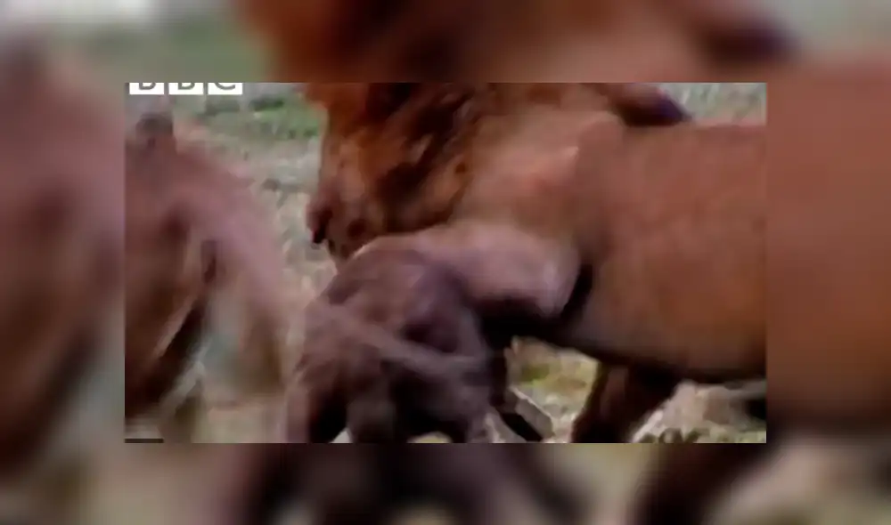 YouTube: Una hiena encontró la muerte al ingresar por error a un campo de leones [VIDEO]