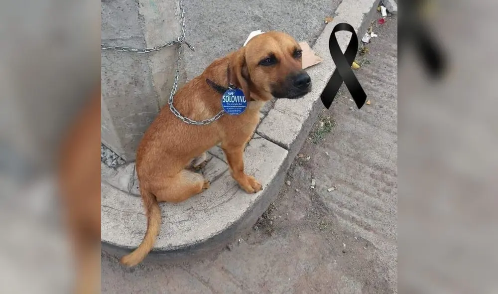 indigente llora por la muerte de su perro indigente llora por la muerte de su perro