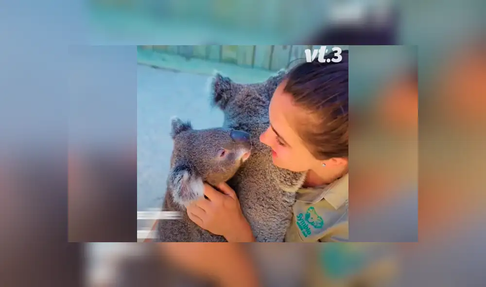 Desliza las imágenes para ver qué ocurrió entre Harry y James, dos simpáticos koalas que se enfrentaron por el amor de su cuidadora. Foto: Captura/VT Desliza las imágenes para ver qué ocurrió entre Harry y James, dos simpáticos koalas que se enfrentaron por el amor de su cuidadora. Foto: Captura/VT