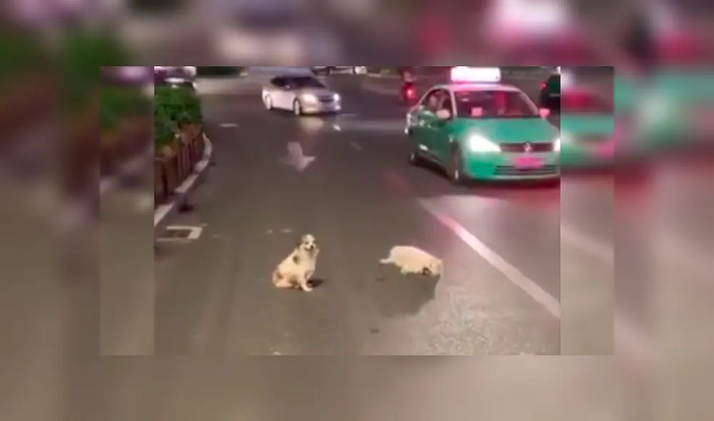 La conducta del can conmovió a conductores y transeúntes, quienes no dudaron en grabarlo y compartirlo en las redes La conducta del can conmovió a conductores y transeúntes, quienes no dudaron en grabarlo y compartirlo en las redes