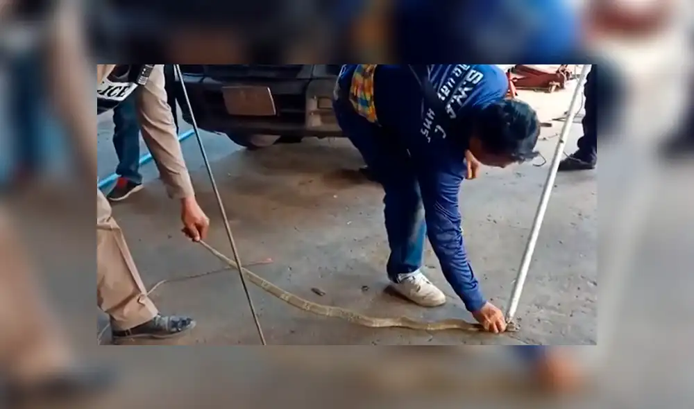 Desliza hacia la izquierda para a la serpiente regurgitando un sapo. Escena viral de YouTube. Desliza hacia la izquierda para a la serpiente regurgitando un sapo. Escena viral de YouTube.