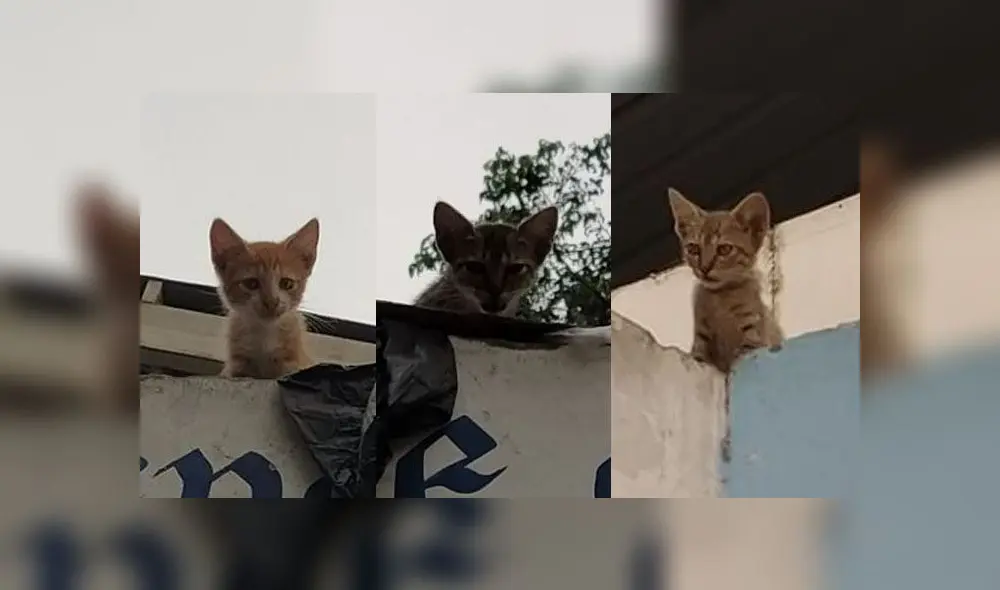 Buscan hogar para gatitos abandonados en parque de San Martín de Porres [FOTOS]