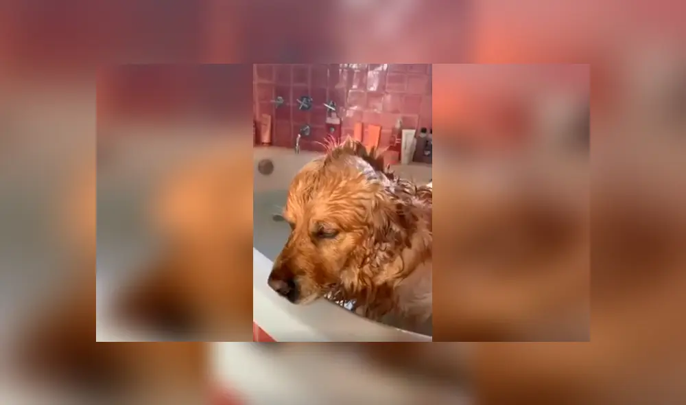 Desliza las imágenes hacia la izquierda para conocer la reacción de un perro tras obedecer a su dueña.