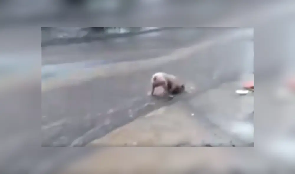YouTube viral: perro callejero conmueve las redes al recoger la basura en plena lluvia.