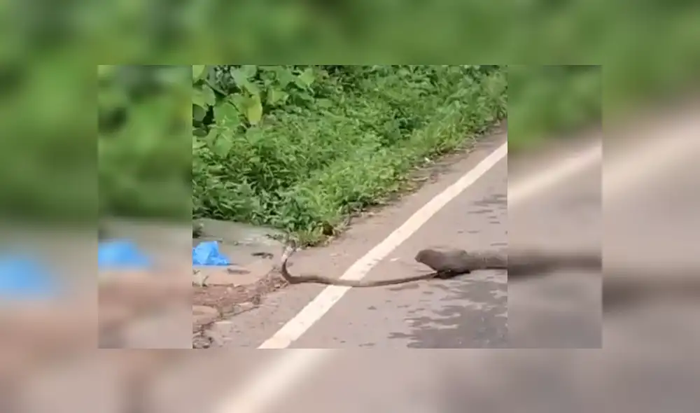 Desliza las imágenes para ver más detalles de esta feroz batalla entre una cobra y una mangosta. (Foto: captura / YouTube) Desliza las imágenes para ver más detalles de esta feroz batalla entre una cobra y una mangosta. (Foto: captura / YouTube)