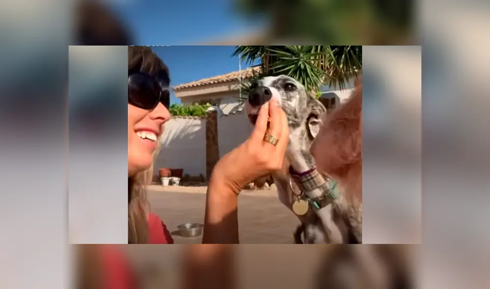 Desliza hacia la izquierda para ver la recuperación de un perro callejero que fue abandonado en deplorables condiciones. Estas imágenes se han viralizado en Facebook. Desliza hacia la izquierda para ver la recuperación de un perro callejero que fue abandonado en deplorables condiciones. Estas imágenes se han viralizado en Facebook.