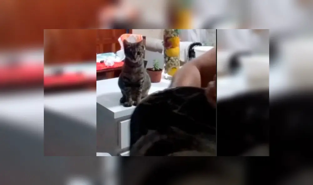 Video es viral en YouTube. La dueña del gato se percató del gracioso comportamiento de su mascota y aprovechó para enseñarle cómo se lavan los servicios