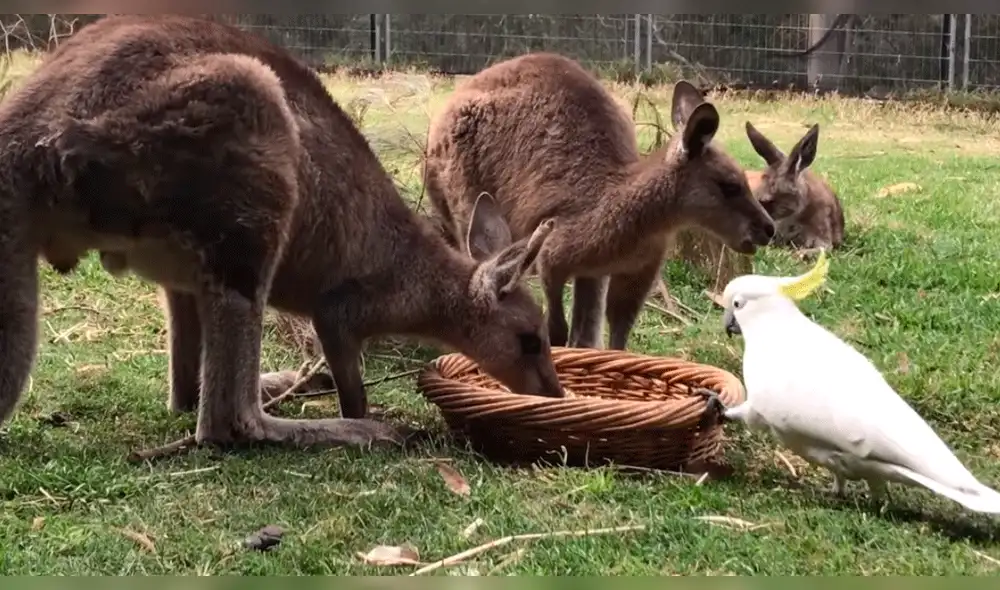 Facebook: cacatúa y canguros se enfrentan por un plato de comida, ocurriendo un final inesperado