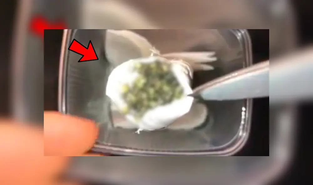 El joven estaba a punto de comérselas, hasta que se percató de lo que en realidad eran. Foto: captura El joven estaba a punto de comérselas, hasta que se percató de lo que en realidad eran. Foto: captura