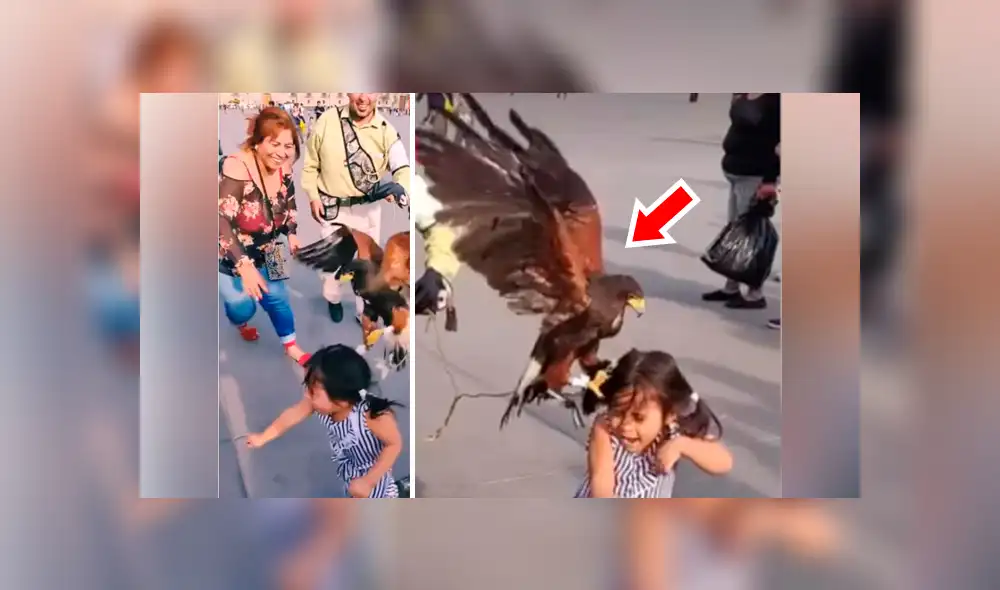 YouTube viral: enorme águila agarra a niña de los pelos y su madre se burla [VIDEO]