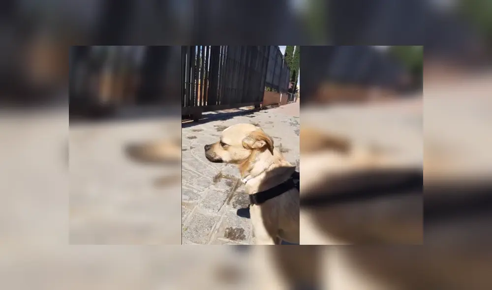 Desliza para ver los detalles del video viral publicado en Facebook. Foto: Captura.