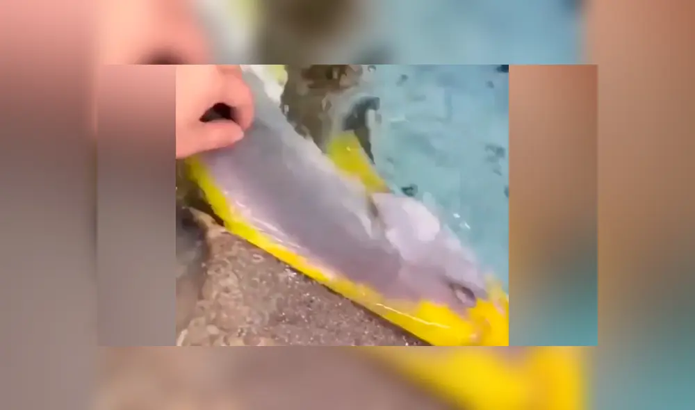 YouTube viral: hombre acaricia a extraño pez y este enternece al comportarse como una ‘mascota’