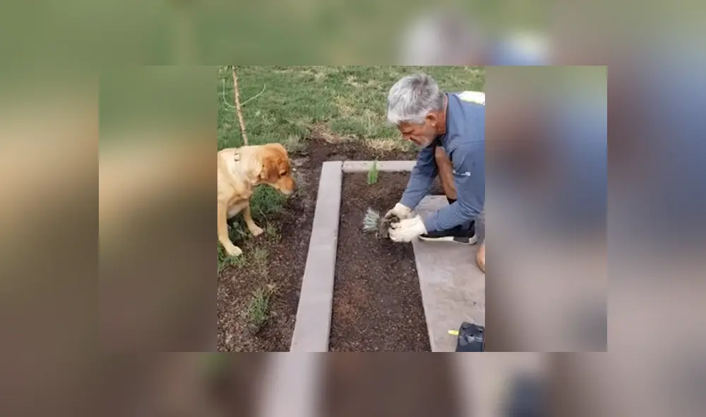 En Facebook se hizo viral la increíble habilidad de un perro para ayudar a su dueño en las labores del jardín. En Facebook se hizo viral la increíble habilidad de un perro para ayudar a su dueño en las labores del jardín.