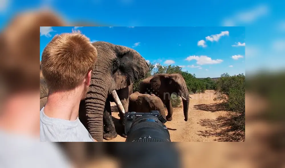 Desliza hacia la izquierda para el encuentro de un turista con leones de África. El video es viral en YouTube. Desliza hacia la izquierda para el encuentro de un turista con leones de África. El video es viral en YouTube.