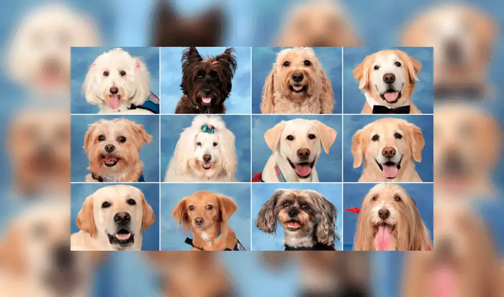 Perros de terapia son incluidos en anuario tras tiroteo en colegio [FOTOS]