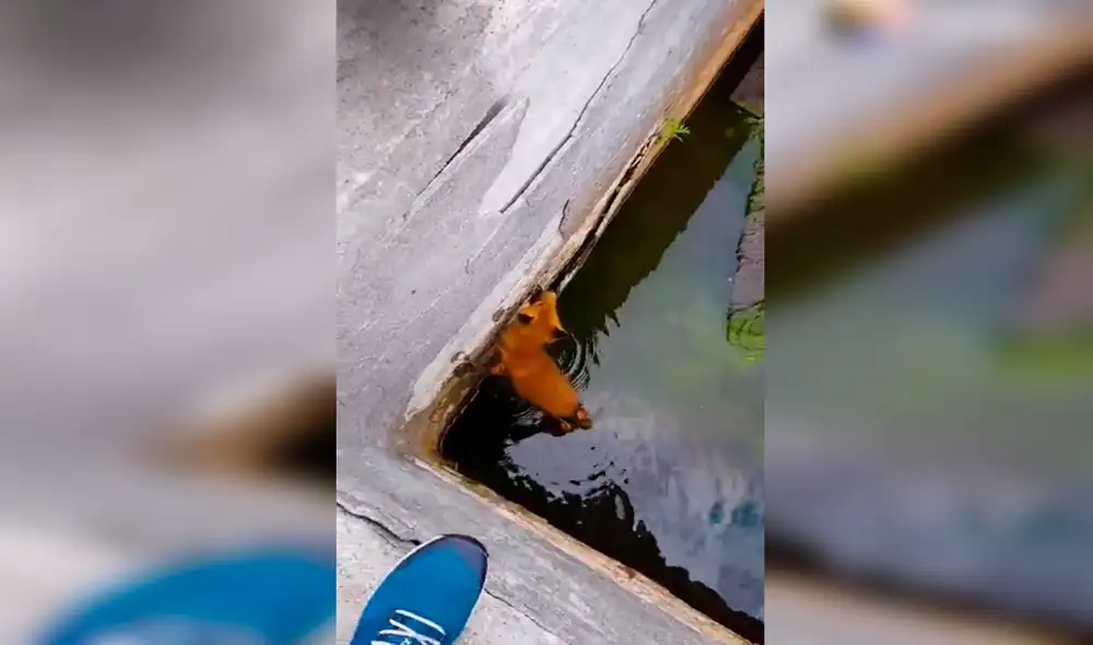 El video viral publicado en YouTube ha conmovido a miles de usuarios en redes sociales. Foto: captura de YouTube