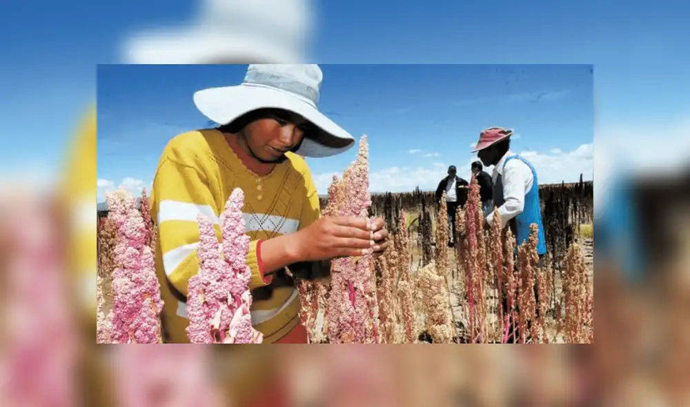 Huancavelica: Buscan masificar el cultivo de la quinua con nueva variedad Huancavelica: Buscan masificar el cultivo de la quinua con nueva variedad