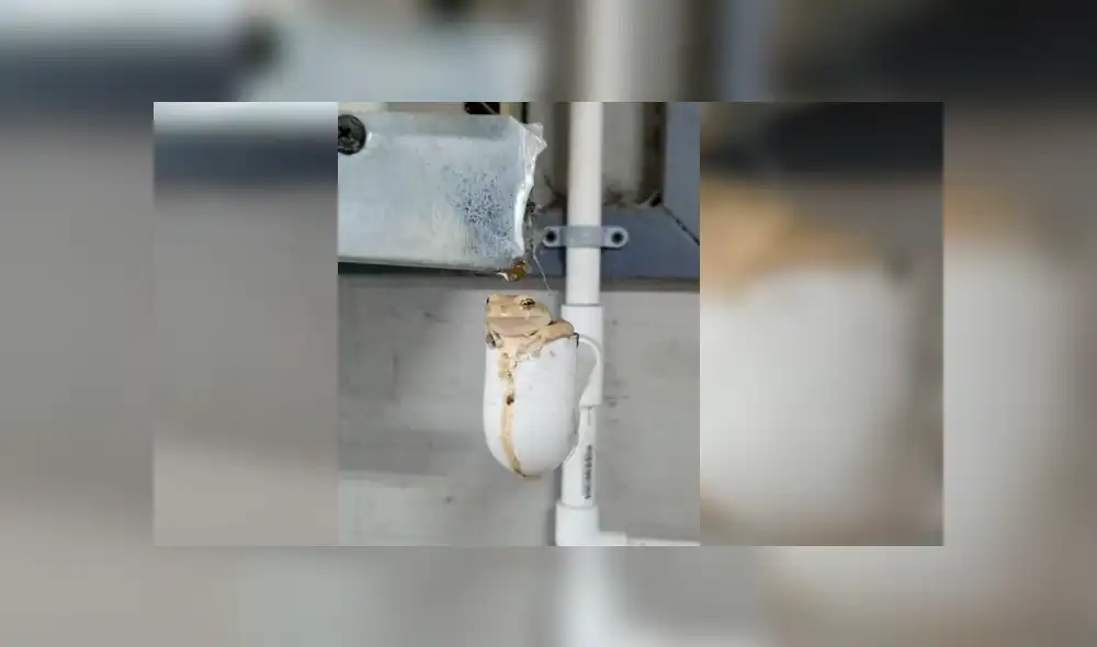 Astuta rana sorprendió a más de uno con una insólita artimaña para hallar un refugio parecido a su hábitat Astuta rana sorprendió a más de uno con una insólita artimaña para hallar un refugio parecido a su hábitat