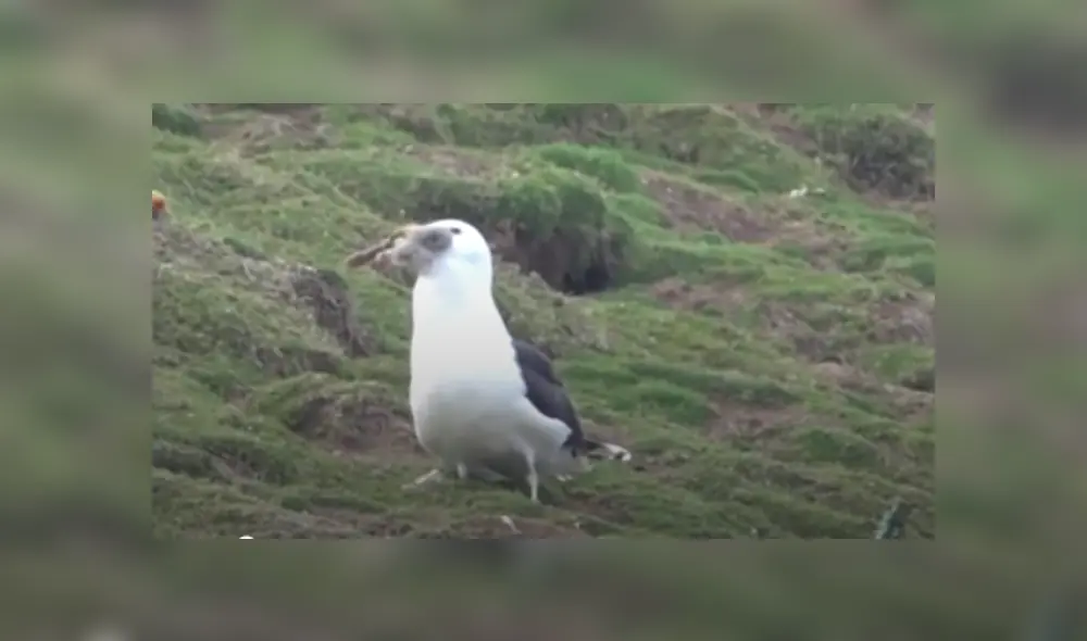 Video es viral en YouTube. Guardias forestales se percataron de la impactante escena y no dudaron en grabarla para compartirla en redes.