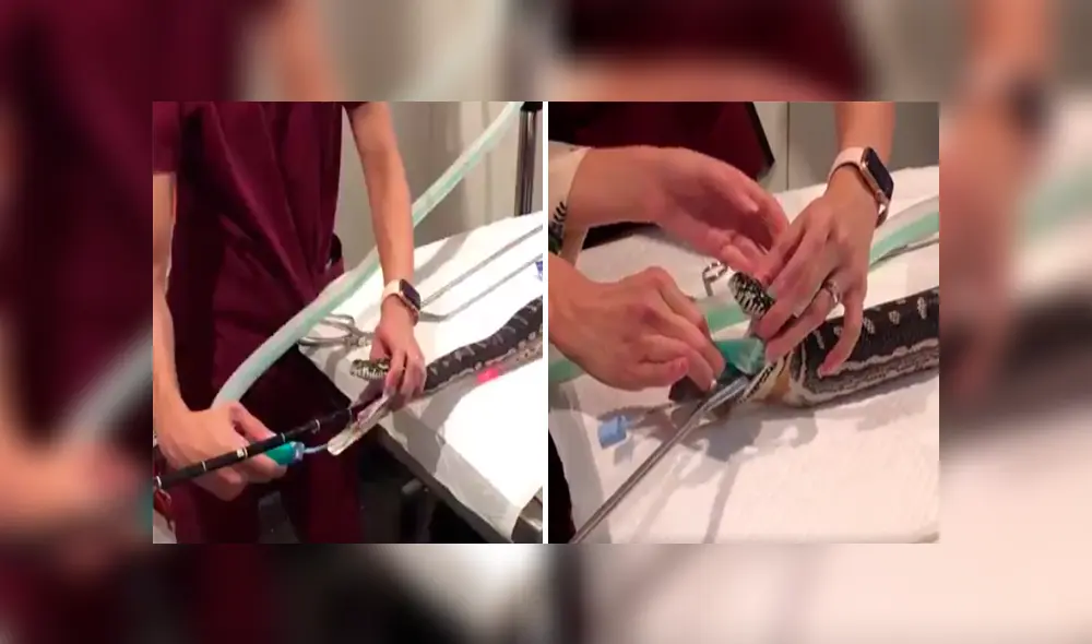 Desliza las imágenes para observar la valiente acción de un grupo de veterinarios para sacar una toalla del estómago de una pitón.