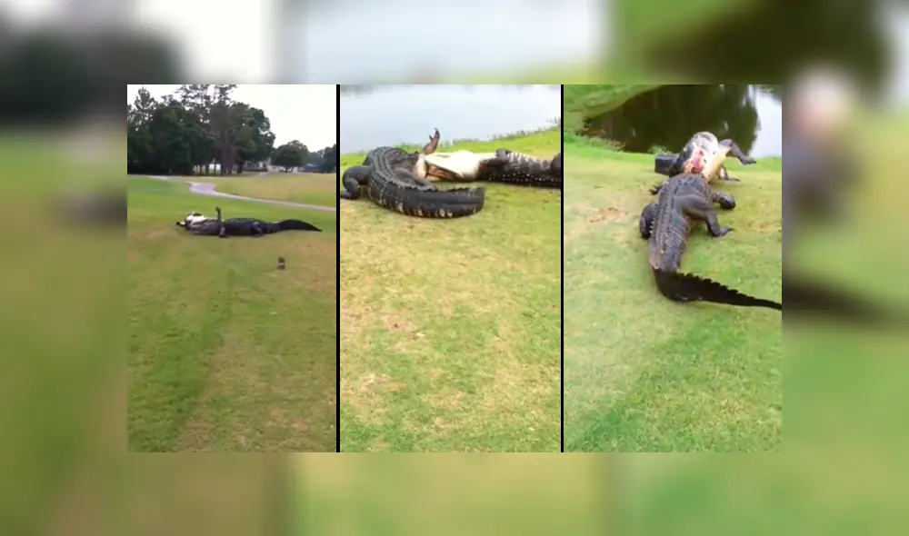 YouTube viral: capta brutal pelea entre hambrientos cocodrilos y terrible final sorprende en redes