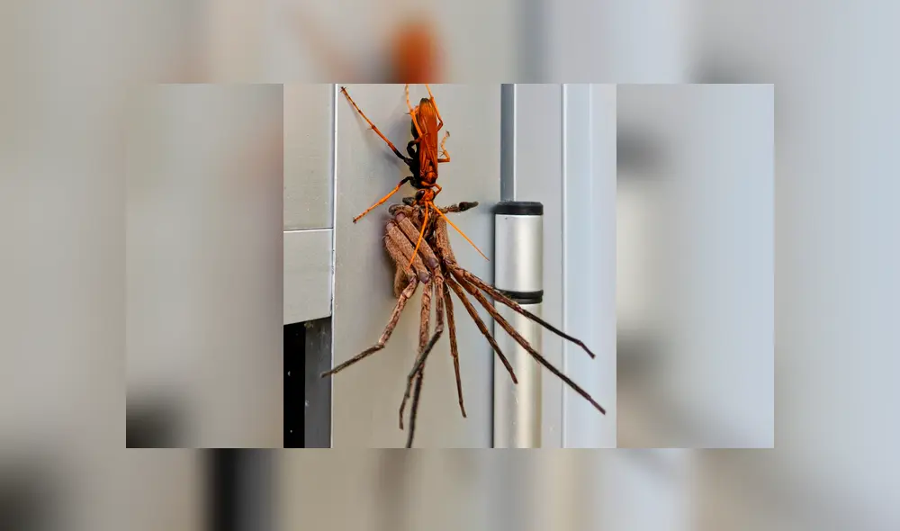 Solo uno de los insectos salió victorioso mientras al otro le deparó un trágico final. Foto: captura Solo uno de los insectos salió victorioso mientras al otro le deparó un trágico final. Foto: captura