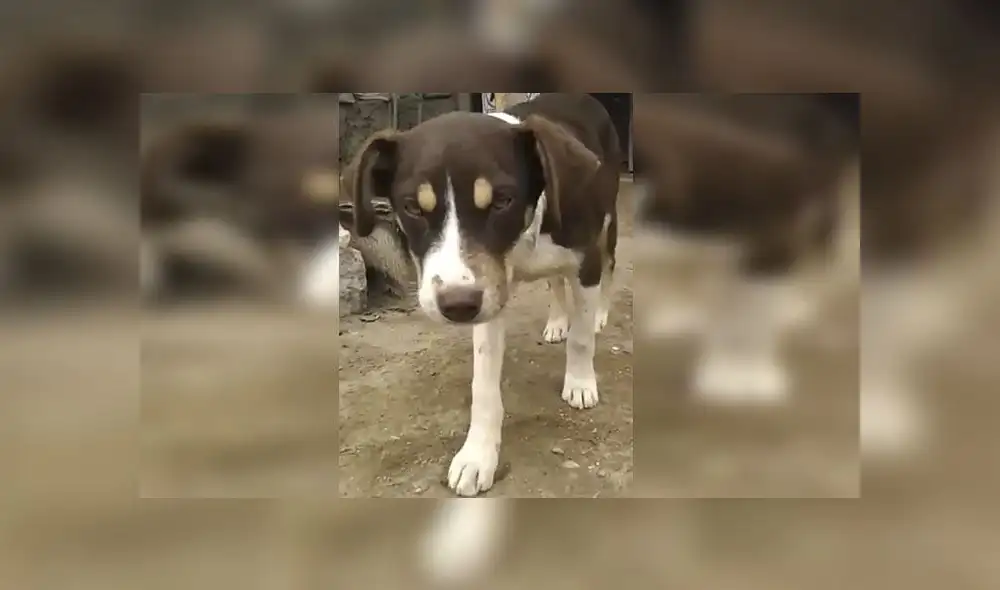 VES: ofrecen S/. 1 000 de recompensa por mascota extraviada VES: ofrecen S/. 1 000 de recompensa por mascota extraviada