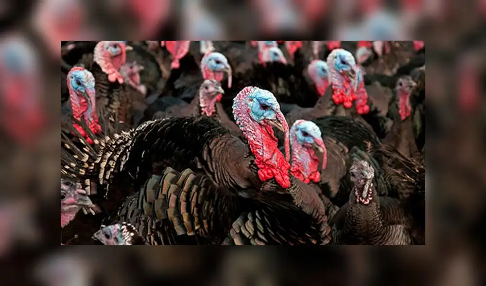 En Estados Unidos es una tradición comer pavo en el Día de Acción de Gracias. Foto: Referencial En Estados Unidos es una tradición comer pavo en el Día de Acción de Gracias. Foto: Referencial