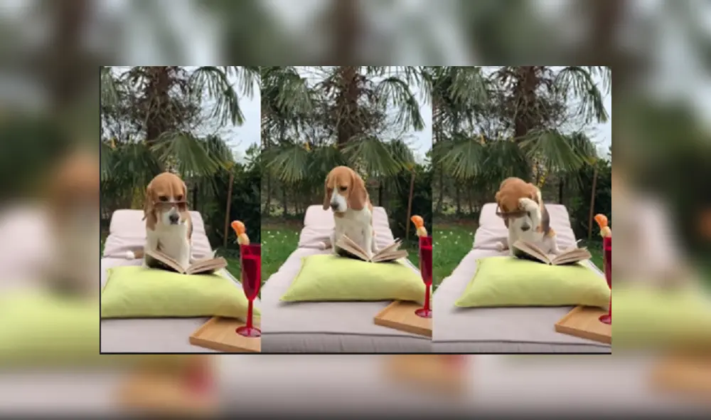 Desliza las imágenes para ver más detalles de esta divertida escena que protagonizó un perro en Youtube. Desliza las imágenes para ver más detalles de esta divertida escena que protagonizó un perro en Youtube.