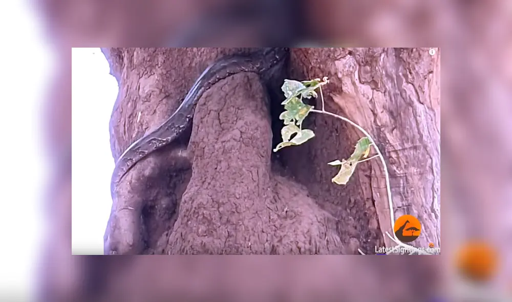 Feroz pitón acecha a ciervo distraído, lo intenta devorar y sucede algo increíble [VIDEO] 