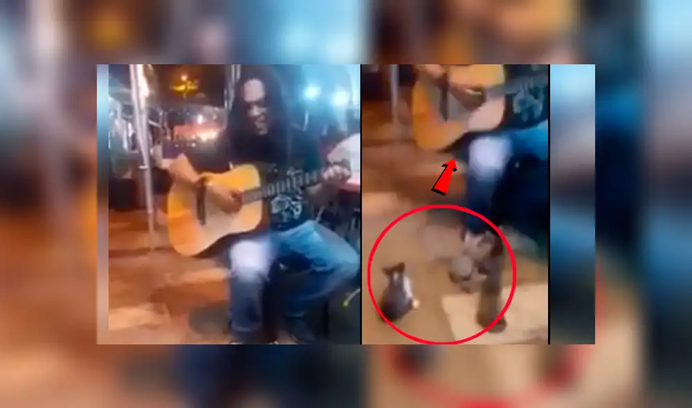 Facebook viral: Gatos se vuelven público de cantante callejero que es ignorado por todos [VIDEO]