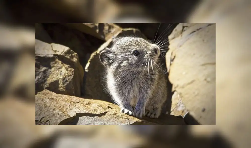 Australia declara a un roedor como el primer mamífero extinguido por cambio climático