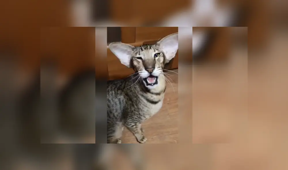 Desliza para ver los detalles del video viral publicado en YouTube. Foto: Captura. Desliza para ver los detalles del video viral publicado en YouTube. Foto: Captura.