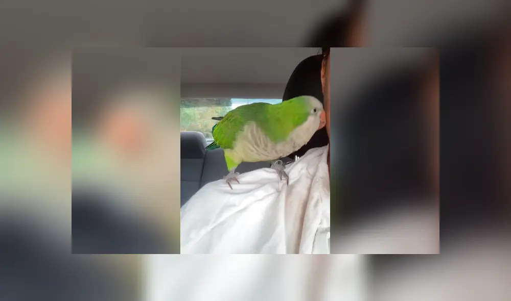 El video viral de Facebook enternece las redes por el curioso comportamiento de un loro.
