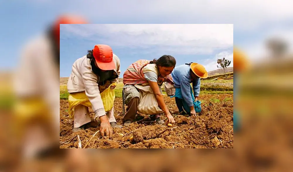 Midagri transfiere más de S/1,3 millones a favor de “Emprendimiento de la Mujer Rural e Indígena” Midagri transfiere más de S/1,3 millones a favor de “Emprendimiento de la Mujer Rural e Indígena”