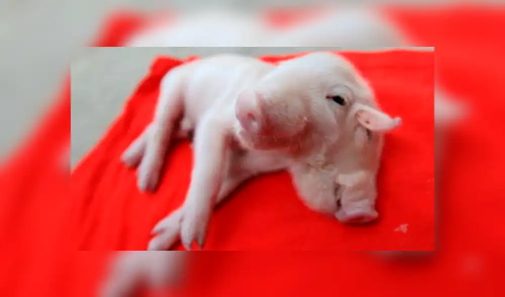 Si quieres ver cómo luce el cerco con dos cabezas que es viral en YouTube, revisa la notagalería deslizando cada imagen hacia la izquierda. Si quieres ver cómo luce el cerco con dos cabezas que es viral en YouTube, revisa la notagalería deslizando cada imagen hacia la izquierda.