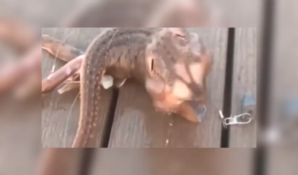 Desliza hacia la izquierda para ver el aspecto aterrador de la criatura que se viralizó en YouTube. Desliza hacia la izquierda para ver el aspecto aterrador de la criatura que se viralizó en YouTube.