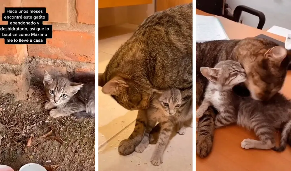 Desliza las imágenes para conocer la historia de un gato bebé que fue rescatado por una joven y consiguió un ‘nuevo amigo’. Foto: Captura de TikTok
