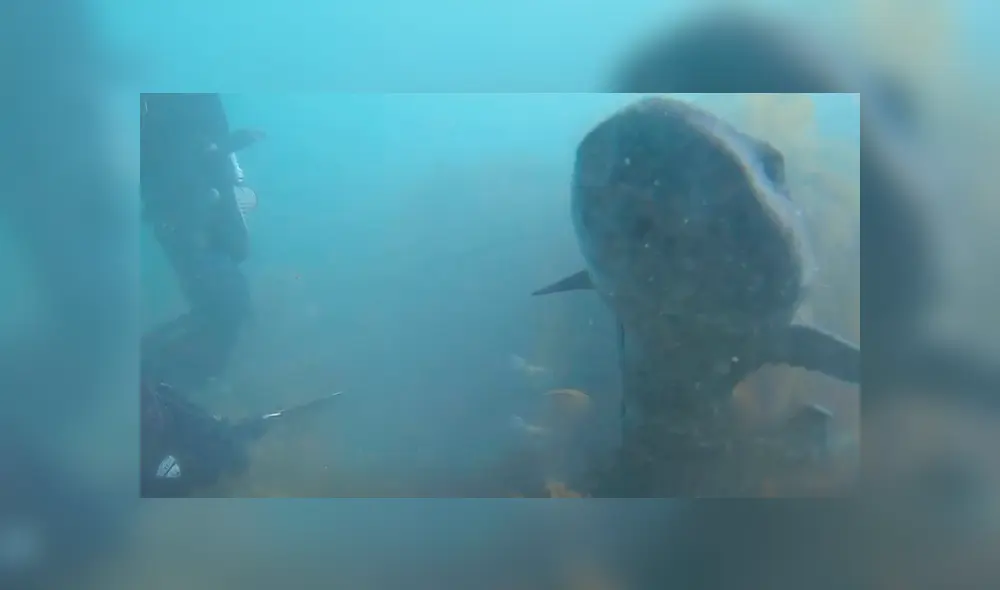 Intrépida anciana que buceaba en las profundidades del mar rescató a un tiburón. Intrépida anciana que buceaba en las profundidades del mar rescató a un tiburón.