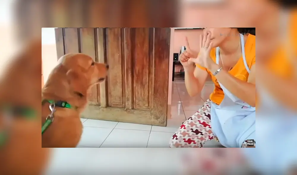 Facebook viral: Perro sorprende por su impresionante inteligencia al contar hasta 10 con su dueña [VIDEO]