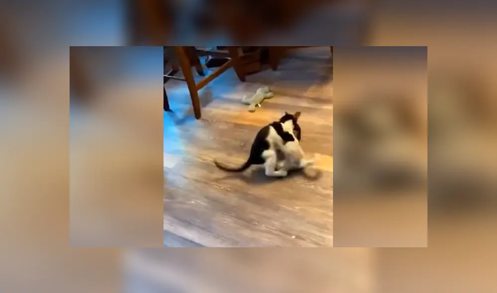 Desliza las imágenes para conocer la valiente acción de un perro bebé para salvar a su ‘compañero’. Fotos: Captura.