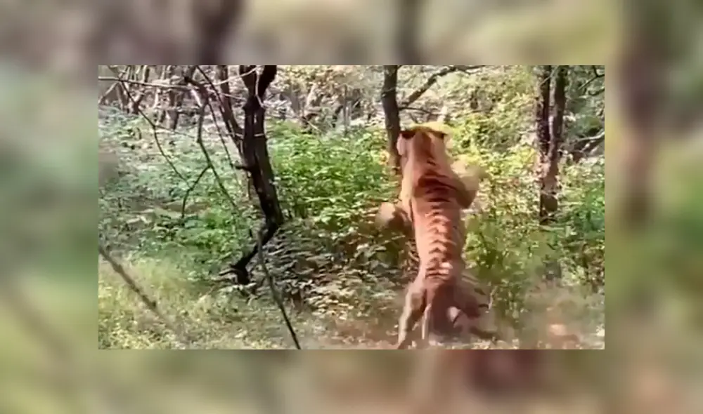 Desliza hacia la izquierda para ver el épico enfrentamiento de dos tigres machos que fueron captados por un grupo de turistas en la selva de la India. El video es viral de YouTube.
