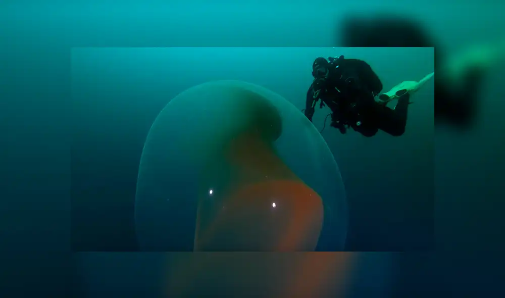 "Esta enorme masa esférica es una prueba más que la naturaleza es maravillosa", comentó un usuario de YouTube. Foto: captura "Esta enorme masa esférica es una prueba más que la naturaleza es maravillosa", comentó un usuario de YouTube. Foto: captura