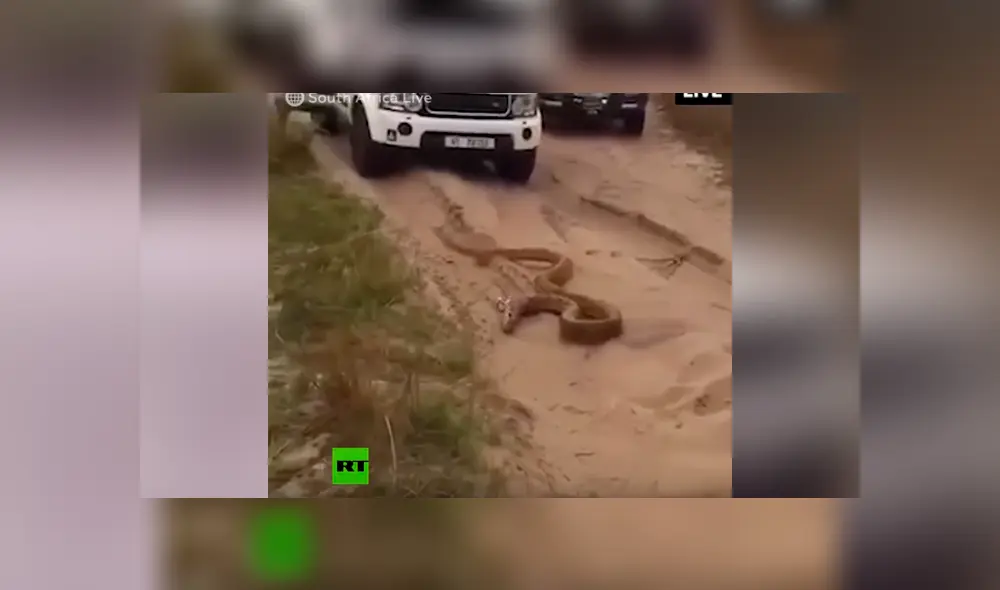 Turistas tratan de escapar de hambrienta serpiente, sin sospechar que reptil haría lo impensado [VIDEO]